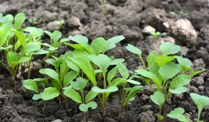 Arugula (Eruca sativa) seedlings sprouted from the seeds in the garden
