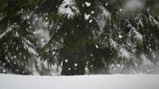slow motion snow covered pine tree