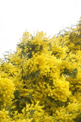 Blossom of Acacia dealbata, Acacia derwentii  with yellow flowers, mimosa tree, on white background