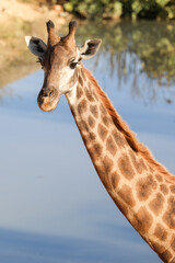 Giraffe's standing on the ground. High quality photo