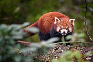 Red panda walking in forest