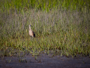 A small Whimbrel bird walks through the tall grass at Carolina Beach State Park