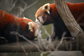 Two red panda meet on branch