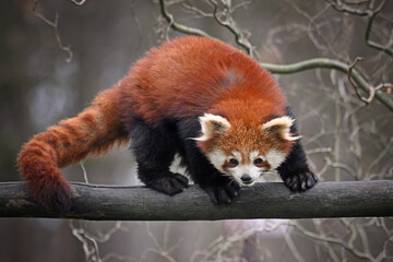 Red panda walking on wooden branch