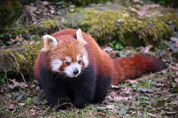 Red panda sitting in forest