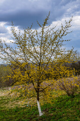 branches with flowers of European Cornel (Cornus mas) in early spring.