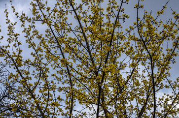 branches with flowers of European Cornel (Cornus mas) in early spring.