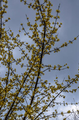 branches with flowers of European Cornel (Cornus mas) in early spring.