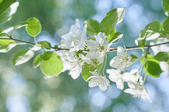 Close-up of an apple tree branch. A branch of a blooming apple tree with white petals in the wind. High quality photo