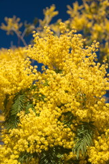 Blossom of Acacia dealbata, Acacia derwentii  with yellow flowers, mimosa tree, on blue background