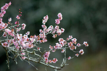 早春の訪れ梅の花