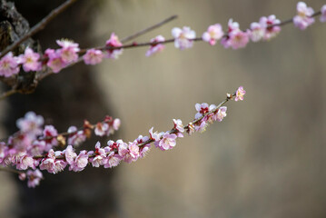 Obraz na płótnie Canvas 早春の訪れ梅の花