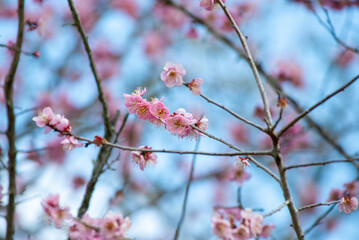 早春の訪れ梅の花