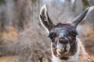 Fototapeta premium Lama