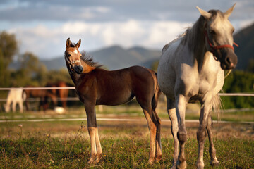 Small brown Arabian horse foal standing next to his mother, blurred green grass field with more animals background