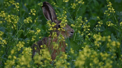 rabbit in the grass