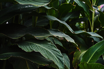 Green tropical plants