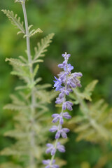 Blue Spire Russian sage