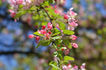 Japanese flowering crab apple
