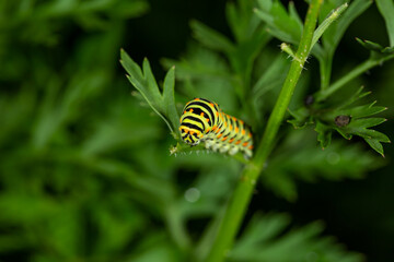Green swallowtail caterpillar sitting on a branch of carrot macro photography on a summer day....