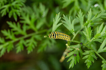 Green swallowtail caterpillar sitting on a branch of carrot macro photography on a summer day. Caterpillar of Papilio machaon close-up photo in summertime.	
