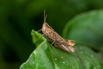 Common field grasshoper sitting on a green leaf macro photography in summertime. Common field grasshopper sitting on a plant in summer day close-up photo. Macro insect on a green background.