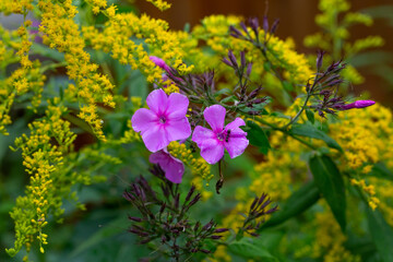Bright purple flowers of phlox on a background of yellow flowers macro photography on a summer day. Blooming lilac and yellow flowers close-up picture in a summer garden. - Powered by Adobe