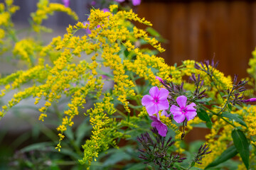 Bright purple flowers of phlox on a background of yellow flowers macro photography on a summer day. Blooming lilac and yellow flowers close-up picture in a summer garden.