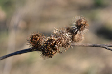 Lesser burdock