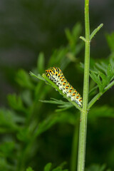 Green swallowtail caterpillar sitting on a branch of carrot macro photography on a summer day. Caterpillar of Papilio machaon close-up photo in summertime.