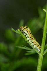 Green swallowtail caterpillar sitting on a branch of carrot macro photography on a summer day. Caterpillar of Papilio machaon close-up photo in summertime.
