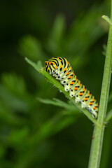 Green swallowtail caterpillar sitting on a branch of carrot macro photography on a summer day. Caterpillar of Papilio machaon close-up photo in summertime.