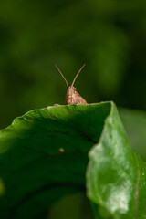 A grasshopper peeking out from behind a green leaf in the summer. Common field grasshoper sitting on a green leaf macro photography in summertime. Brown grasshopper sitting on a plant in summertime.