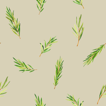Watercolor hand painted rosemary branches. Watercolor hand drawn seamless pattern, wallpaper, wrapping paper, aromatherapy, essential oils