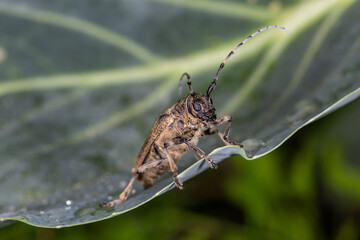 Large longicorn beetle sitting on a green leaf cabbage macro photography on a summer day. Longhorn beetle close-up photo in summertime. Brown beetle with long whiskers standing on a green leaf.