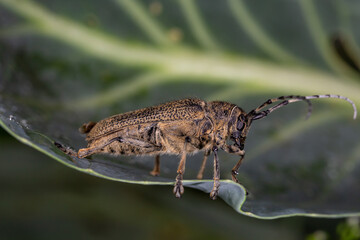 Large longicorn beetle sitting on a green leaf cabbage macro photography on a summer day. Longhorn beetle close-up photo in summertime. Brown beetle with long whiskers standing on a green leaf.