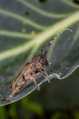 Large longicorn beetle sitting on a green leaf cabbage macro photography on a summer day. Longhorn beetle close-up photo in summertime. Brown beetle with long whiskers standing on a green leaf.