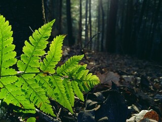 Roślina podświetlona przez słońce w lesie