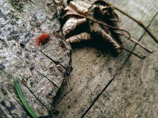 Czerwony robak na korze starego drzewa