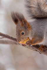 squirrel eating nut
