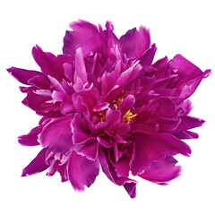Purple peony  flower  on white isolated background with clipping path. Closeup. For design. Nature.