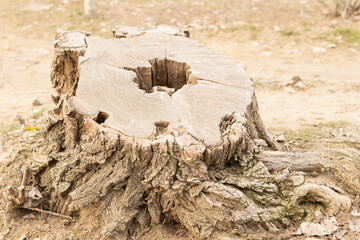 Stump of an old tree in the forest close up