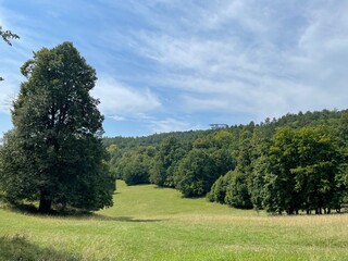 meadow and forest