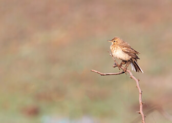 Field Pipit on a plant