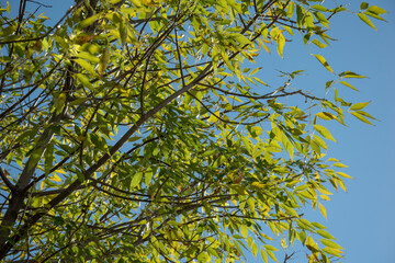 branches with green leaves blue sky