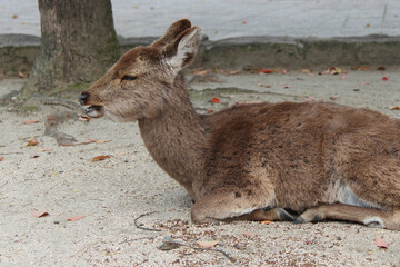 deer in miyajima (japan)