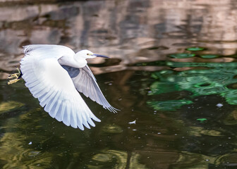 A Egret flying over a lake
