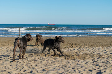 trio de perros de raza perdiguero de burgos y perro de agua español jugando en la arena de la...