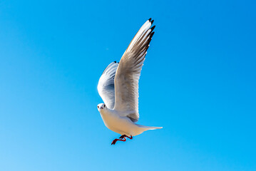 A seagull soars overhead on a clear blue sky day. Seagull on a blue background. view of a seagull on the Black Sea coast in Russia