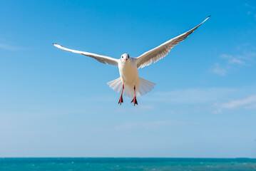 A seagull soars overhead on a clear blue sky day. Seagull on a blue background. view of a seagull on the Black Sea coast in Russia